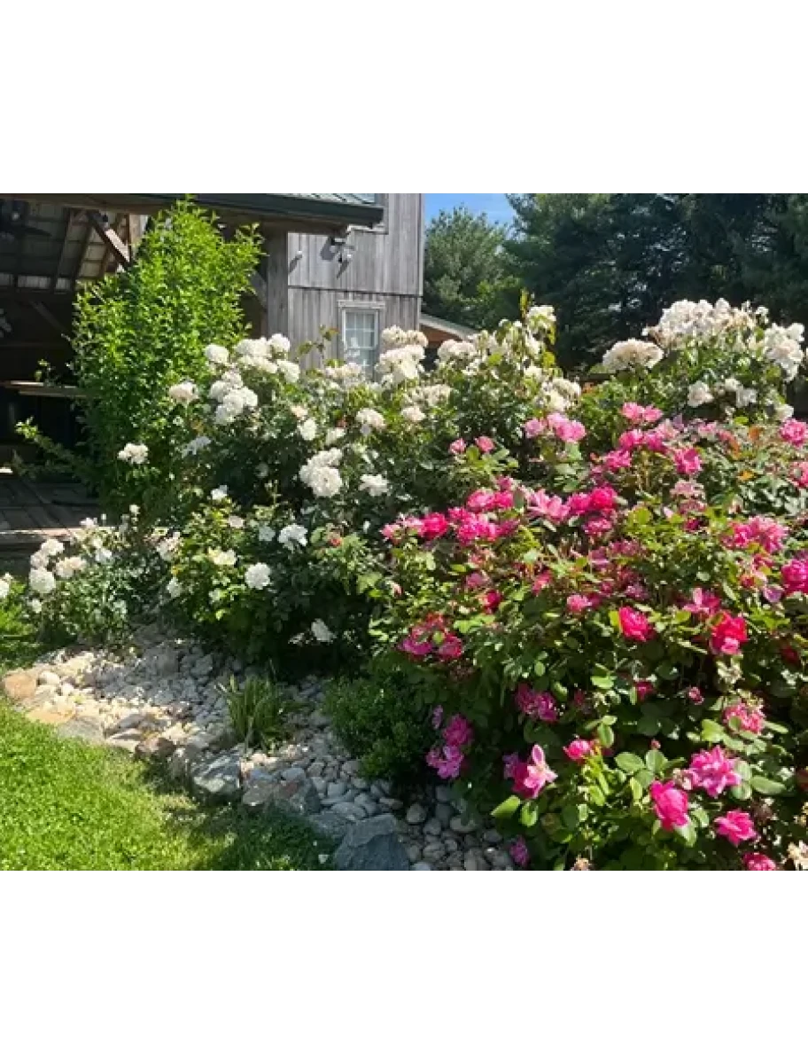 popular-vendors-detail