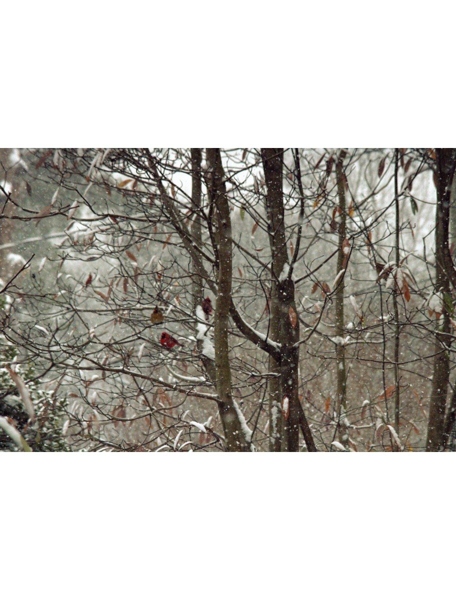 popular-vendors-detail