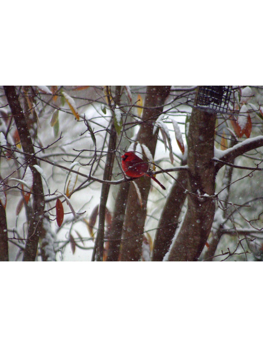 popular-vendors-detail