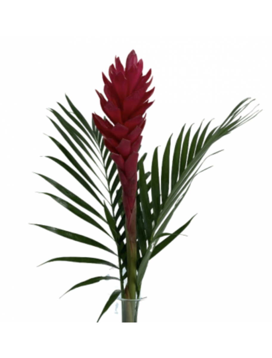 popular-vendors-detail