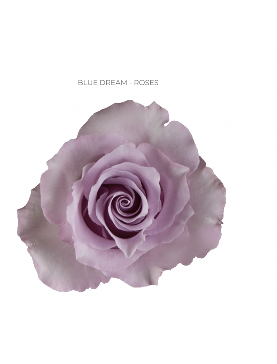 popular-vendors-detail