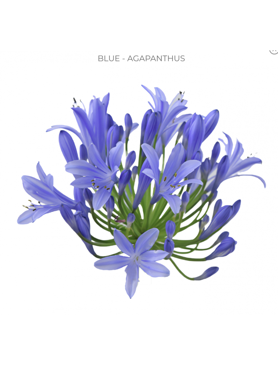 popular-vendors-detail