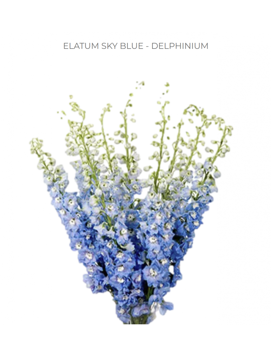 popular-vendors-detail