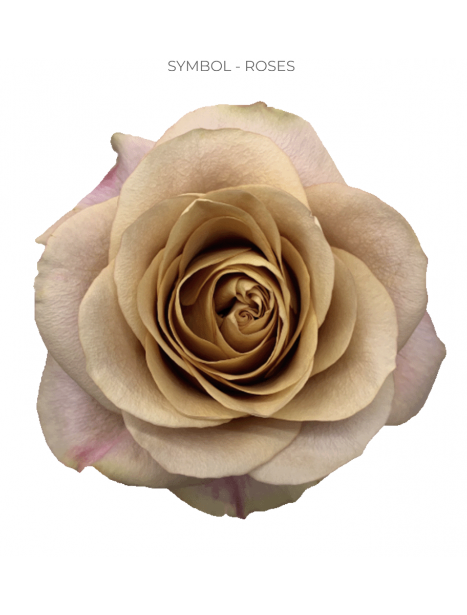 popular-vendors-detail