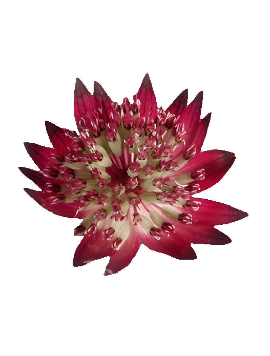 popular-vendors-detail