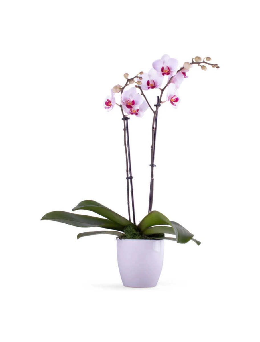 popular-vendors-detail